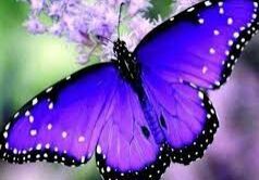 Purple Butterfly